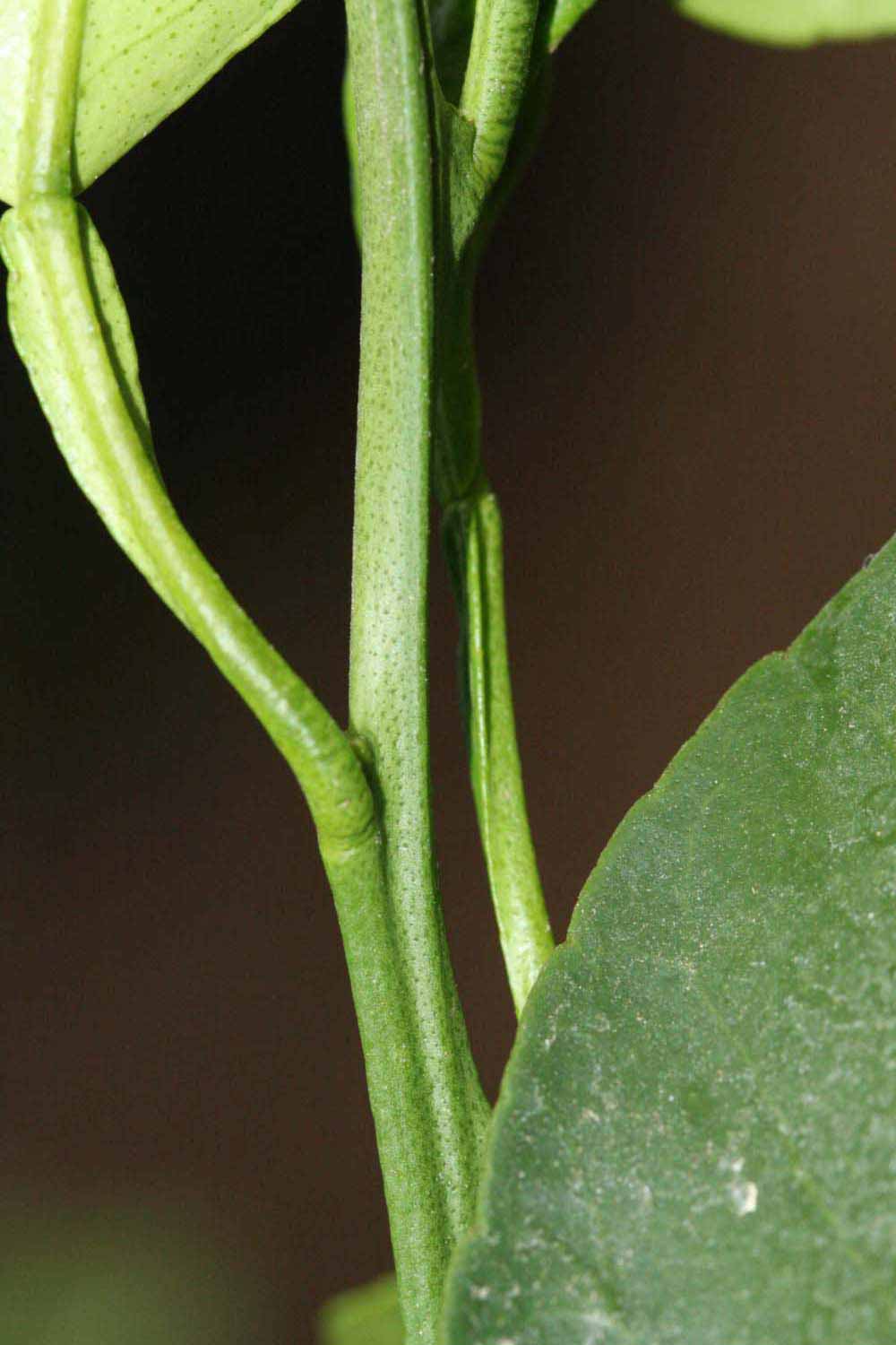            First year twig (Riverside, CA)   